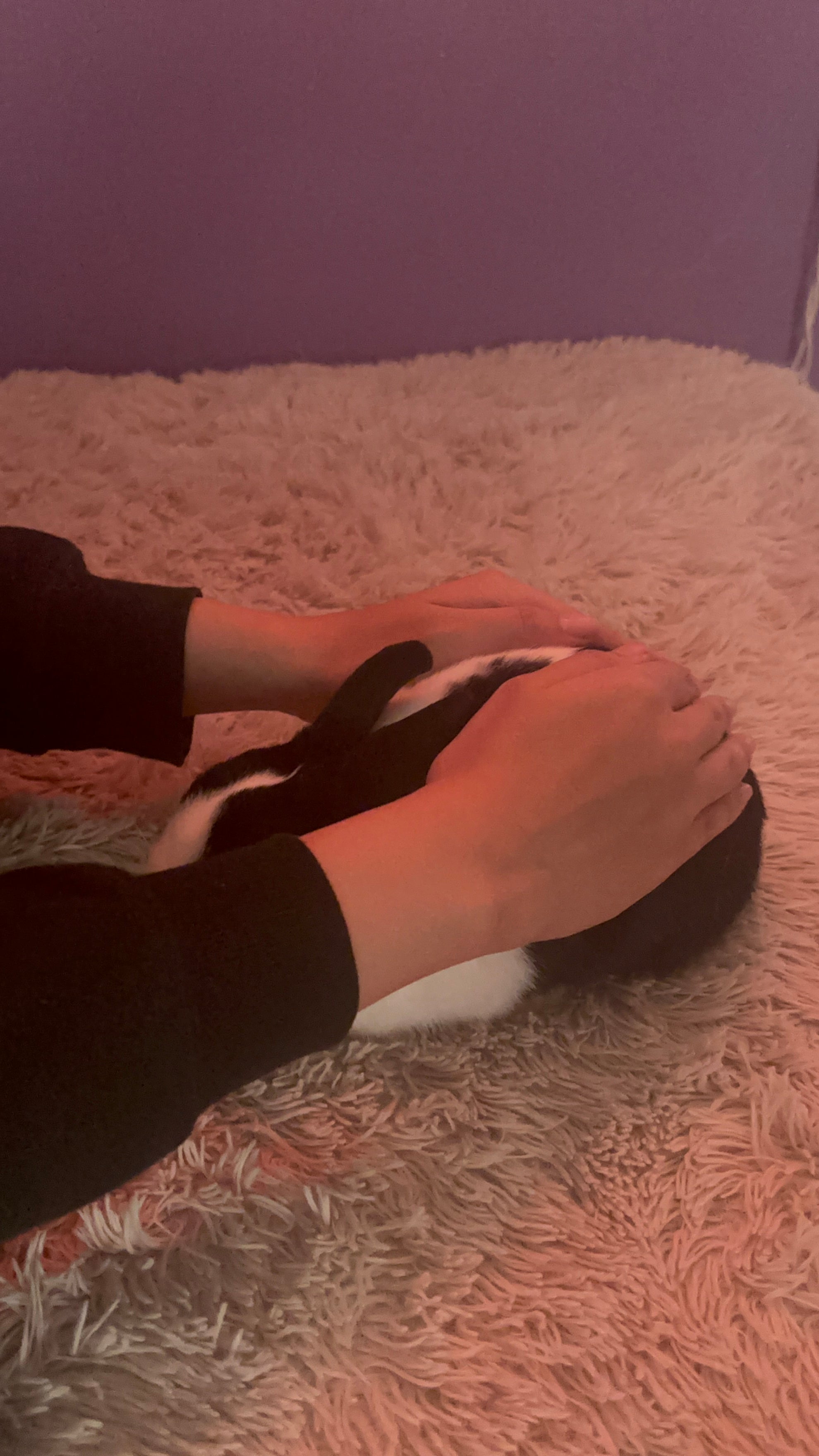 Reiki para Mascotas